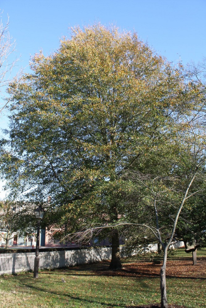 coastal_laurel_oak2